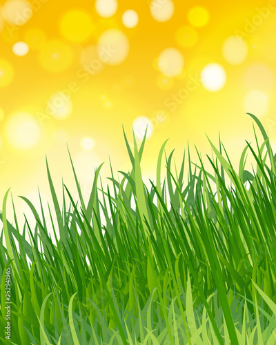summer or spring background with green grass  blue sky  sunlight and highlights