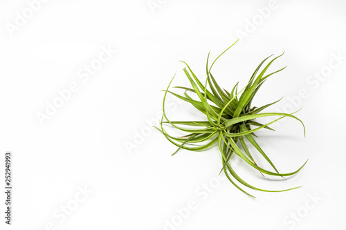 A tillandsia isolated on a white background. It belongs to the family of the Bromeliaceae. Is known as Airplant because it has no underground roots and absorbs nourishment from the humidity of the air photo