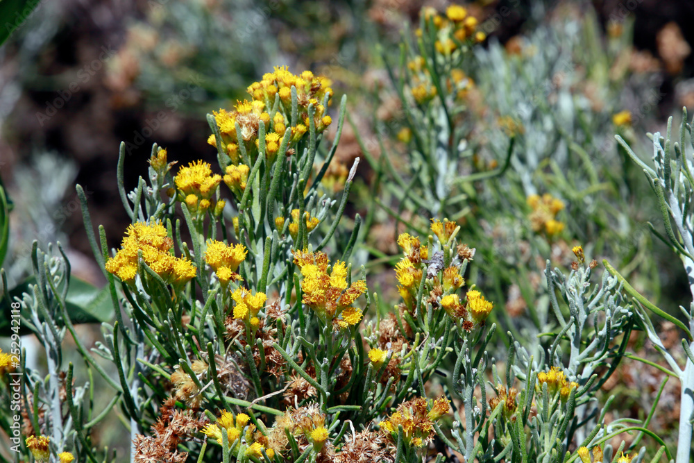 Obraz premium Seidenhaarige Schizogyne (Schizogyne sericea)