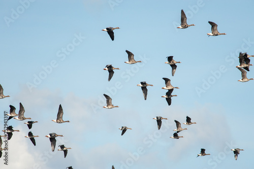 Greater White-fronted Geese (Anser albifrons) flying in Neusiedler See National Park, Austria © salparadis