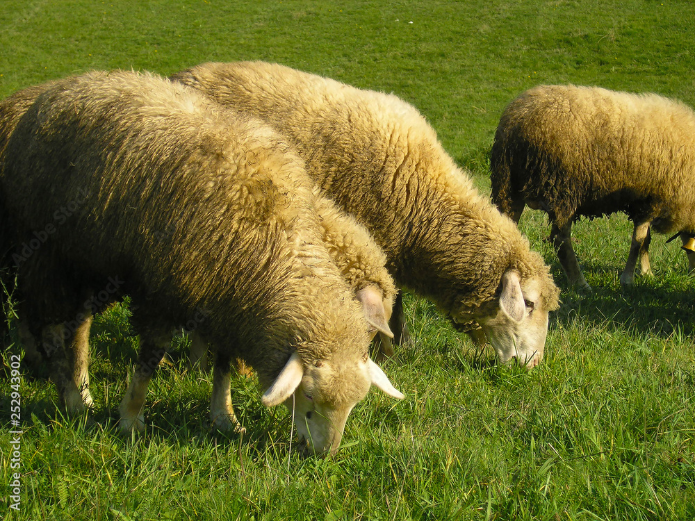 Sheep in the meadow with green grass and beautiful sunny day Sheep in the meadow with green grass and beautiful sunny day
