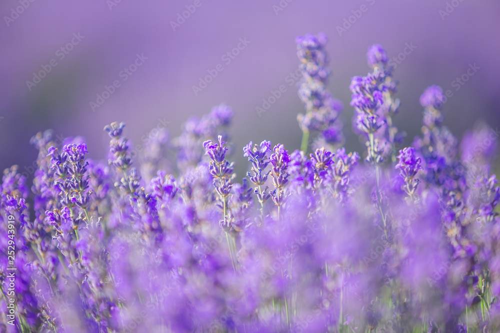 Fototapeta Kwiaty lawendy w świetle słonecznym w nieostrości, pastelowych kolorach i rozmyciu tła.