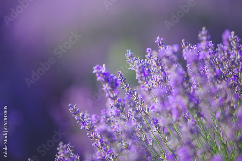 Close up of lavender blue flowers background