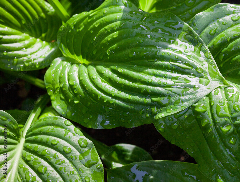 Fototapeta premium Hosta green leaves with dewdrops