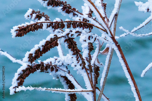 Winters Frosy Kiss photo