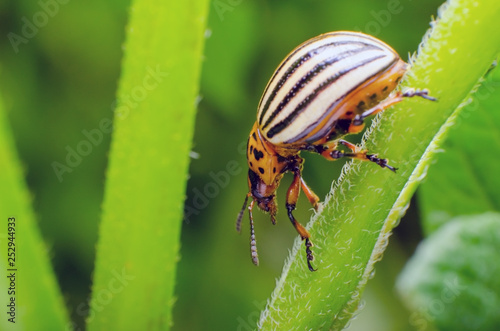 Colorado potato beetle crawling on the branches of potato © andrei310