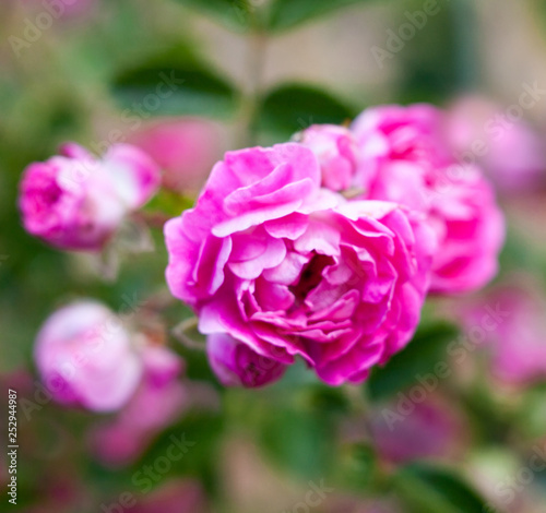 Pink rose flowers