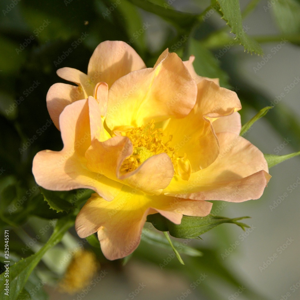 Beautiful Roses. Beautiful Roses.