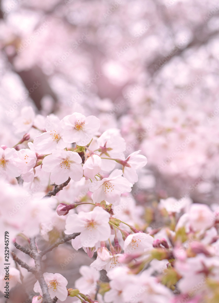 桜の季節 桜の季節