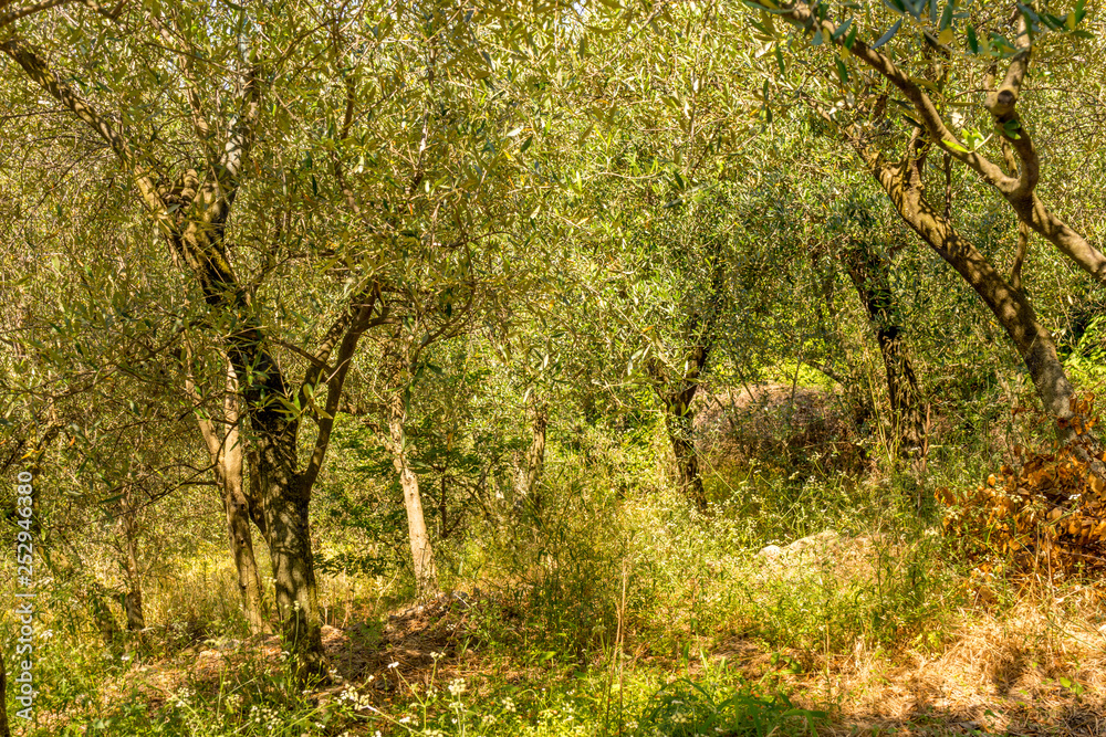 Italy, Cinque Terre, Corniglia, SCENIC VIEW OF FOREST Italy, Cinque Terre, Corniglia, SCENIC VIEW OF FOREST
