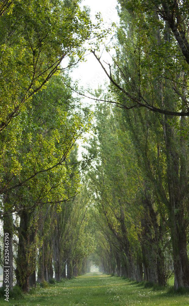 Obraz premium ポプラ並木
