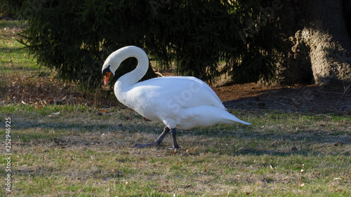 weißer Schwan, schwimmt auf  einem See, und wärmt sich in der sonne photo