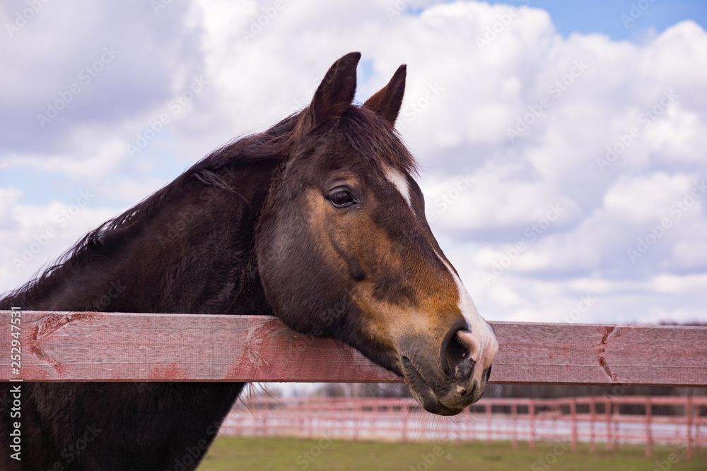 Obraz premium Horse in a paddock