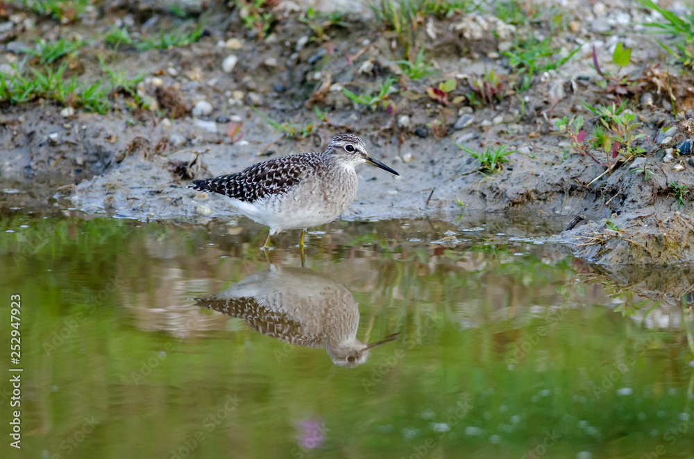Wood Sandpiper (Tringa glareola) in Neusiedler See National Park, Austria Wood Sandpiper (Tringa glareola) in Neusiedler See National Park, Austria