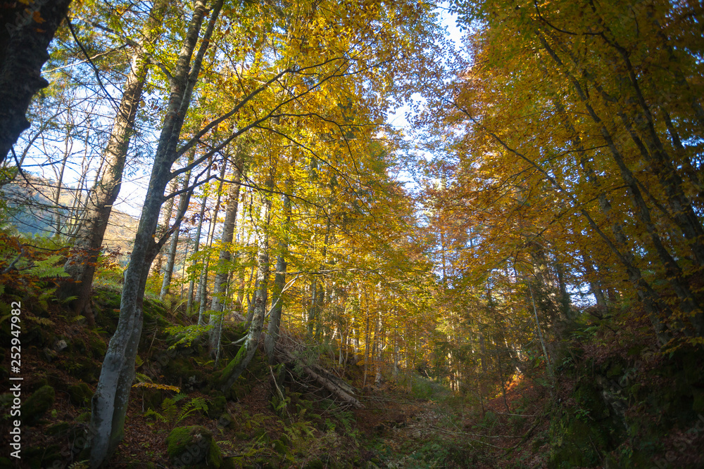 Trees in autumn season background. Autumn lansdscape Trees in autumn season background. Autumn lansdscape