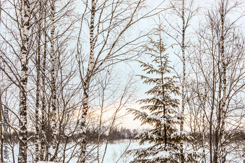 beautiful winter landscape, birch and fir trees in the snow
