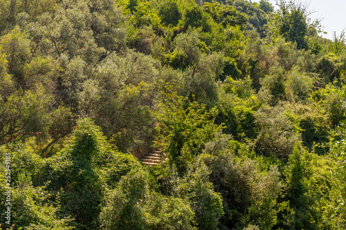 Italy, Cinque Terre, Corniglia, HIGH ANGLE VIEW OF TREES IN FOREST © SkandaRamana