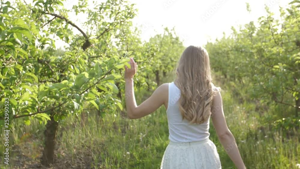 Rear view of joyful beautiful woman in white dress walking through apple orchard during springtime. Lovely female gently touching apple branches with hand while enjoying walk in spring garden. Rear view of joyful beautiful woman in white dress walking through apple orchard during springtime. Lovely female gently touching apple branches with hand while enjoying walk in spring garden.
