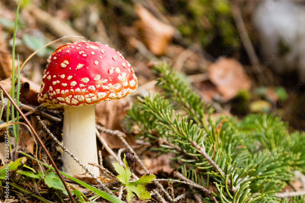 Amanita muscaria mushroom close up, nature background Amanita muscaria mushroom close up, nature background