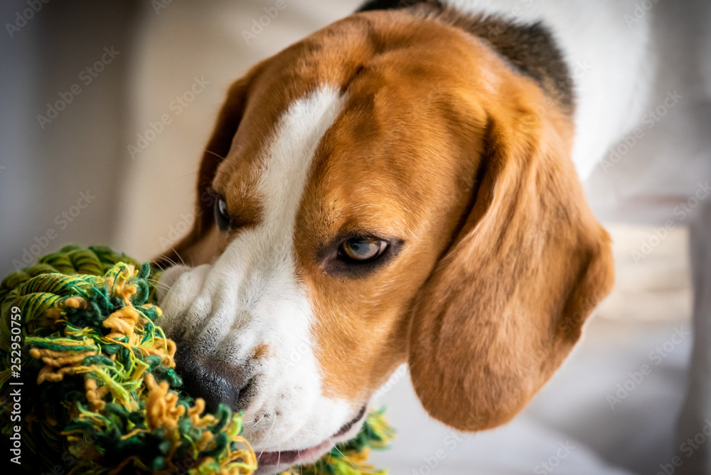 Beagle dog biting and chewing on rope knot toy