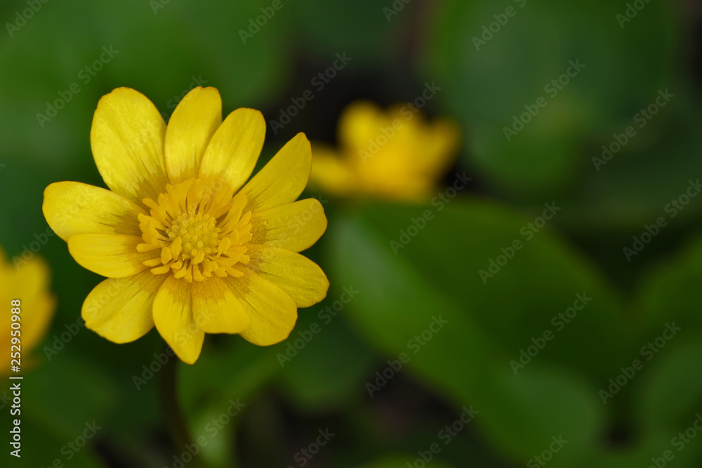 Yellow marsh flower, close up Yellow marsh flower, close up