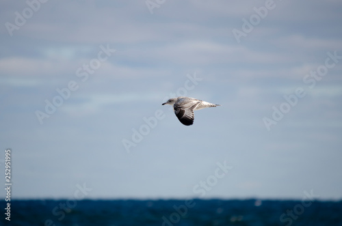 Herring Gull Flying