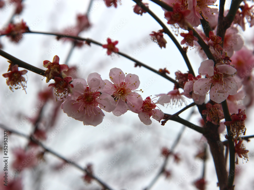 Apricot Blooming in Spring, Haeundae, Busan, South Korea, Asia Apricot Blooming in Spring, Haeundae, Busan, South Korea, Asia