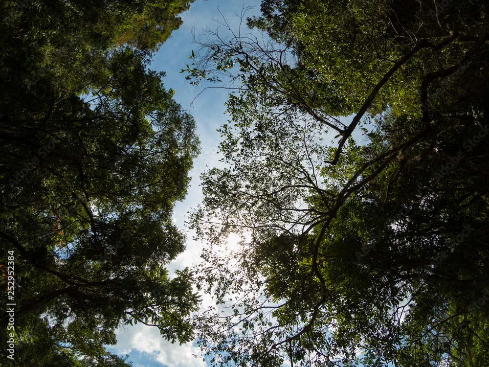 Fototapeta premium Trees and sky