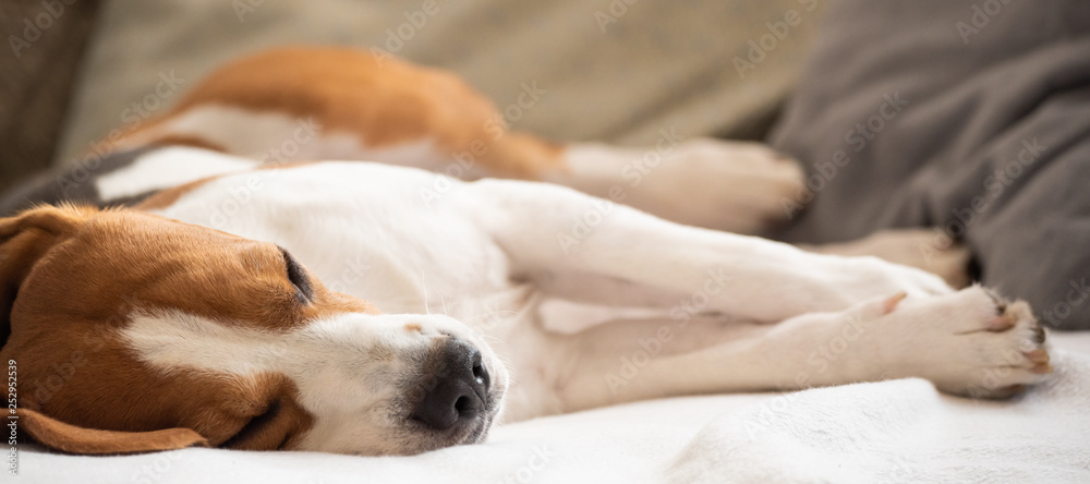 Beagle dog tired lie on couch and resting