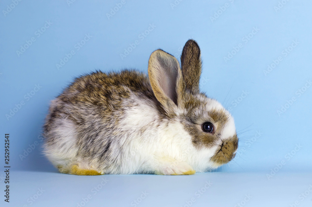 Lively little cute rabbit on a blue background.