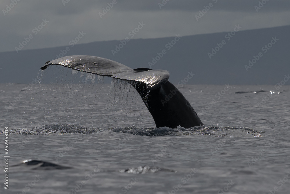 Fototapeta premium Humpback whale tail fluke.