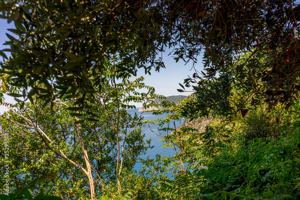 Obraz premium Italy, Cinque Terre, Corniglia, a tree in a forest