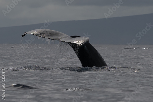Humpback whale tail fluke.