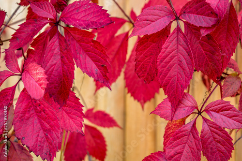 Red grape leaves in autumn