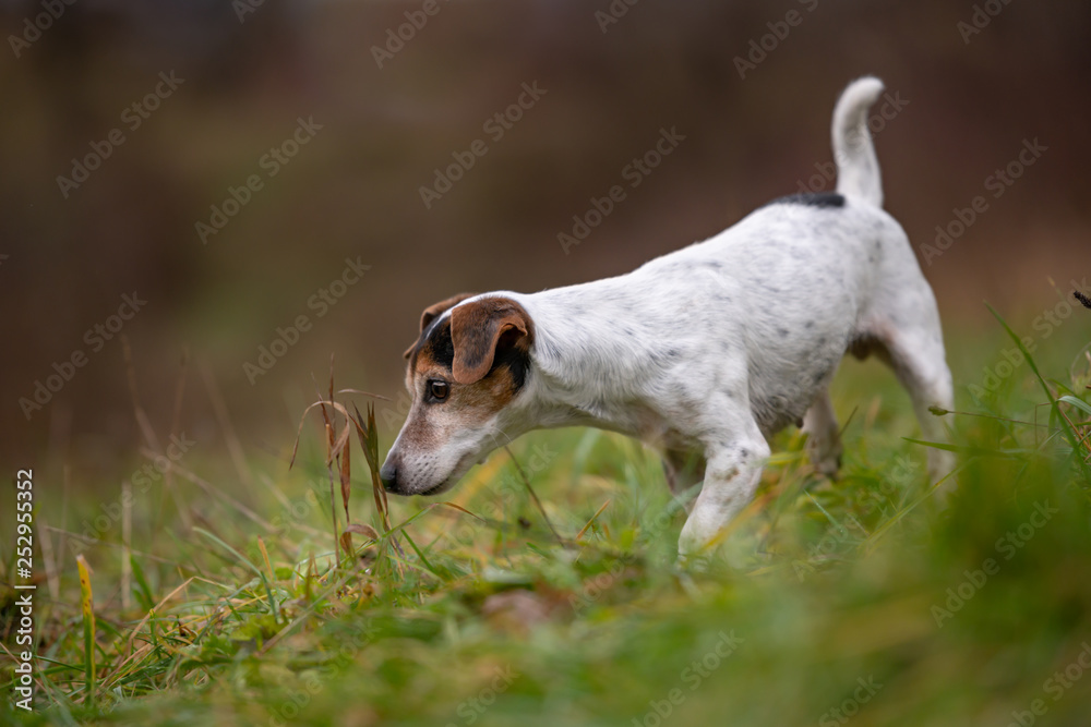 Jack Russell Terrier dog stands sideways and is smelling plant