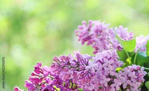 Tender lilac. A bouquet of lilacs on a nature background. Lilac and light green. Place for text. Soft focus.