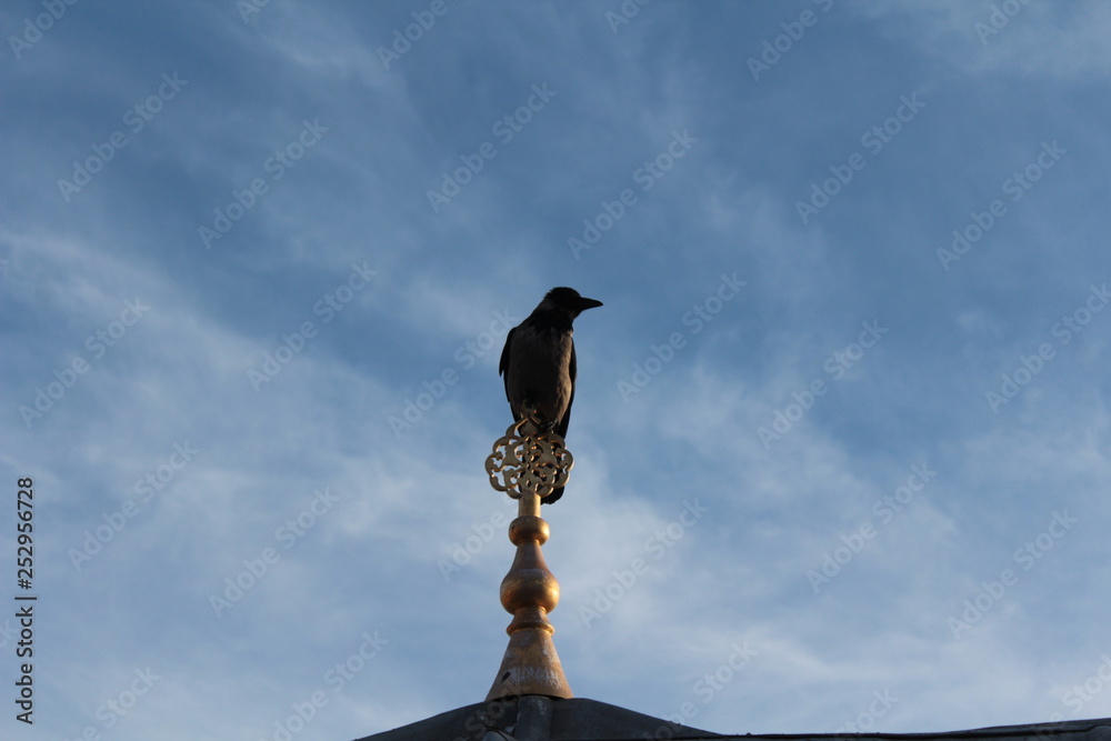 bird perched on lightning rod, Camlica, İstanbul bird perched on lightning rod, Camlica, İstanbul