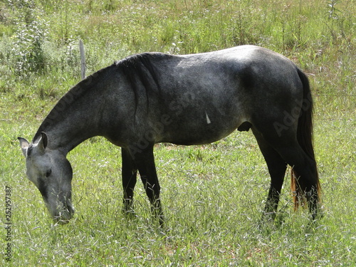 gray grazing horse