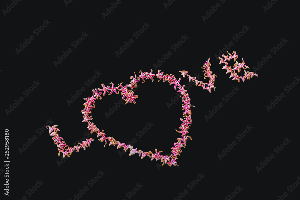 The Colorful of Dipterocapus alatus flower on the black background. The Colorful of Dipterocapus alatus flower on the black background.