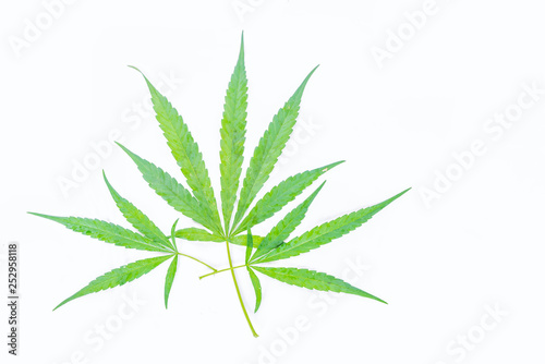 The marijuana, marihuana, Indian hemp, leave the plant on the white background.