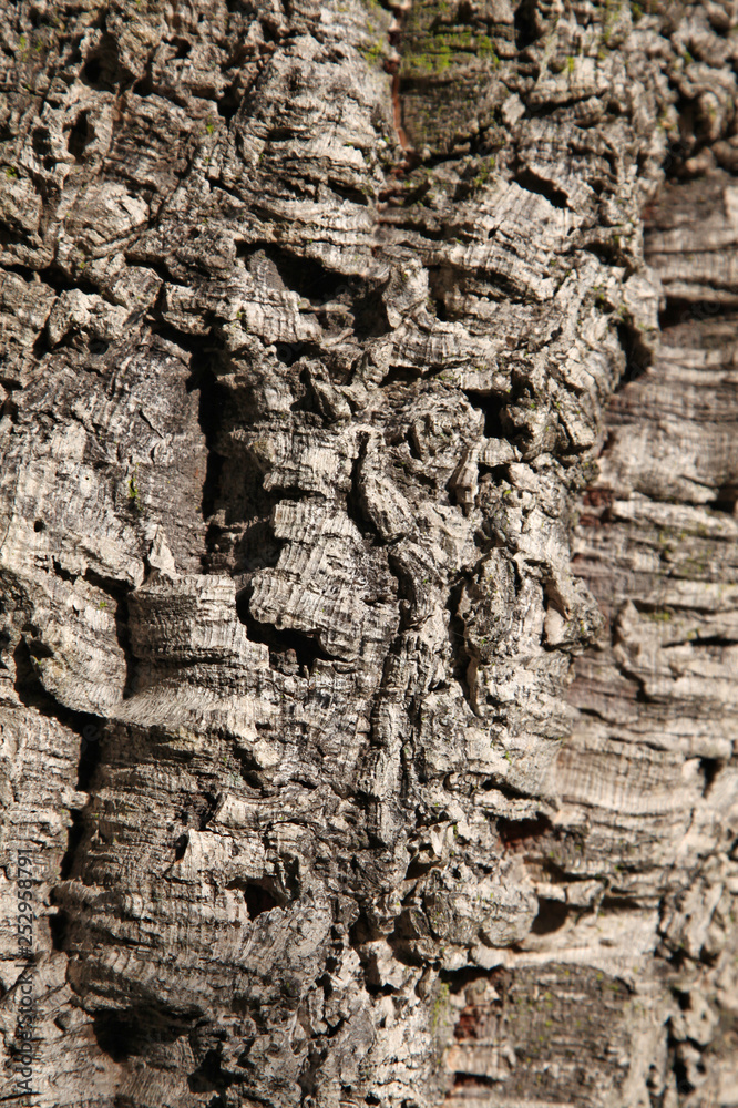 Old rough bark of an huge corkwood tree