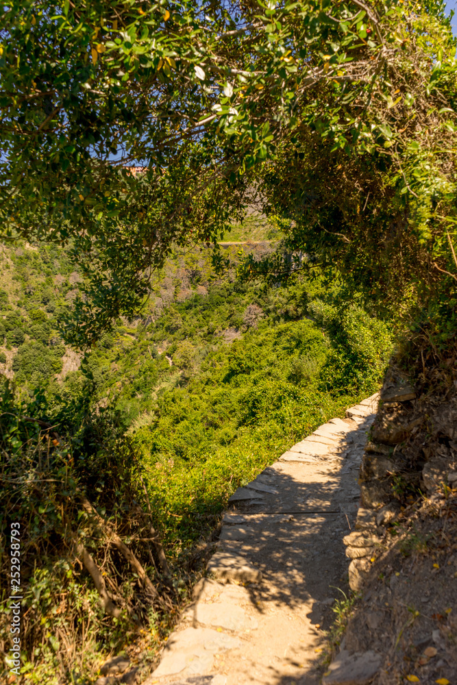 Italy, Cinque Terre, Corniglia, a path with trees on the side of a tree Italy, Cinque Terre, Corniglia, a path with trees on the side of a tree