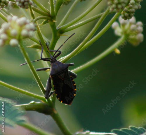 vinchuca bug on leaf  photo