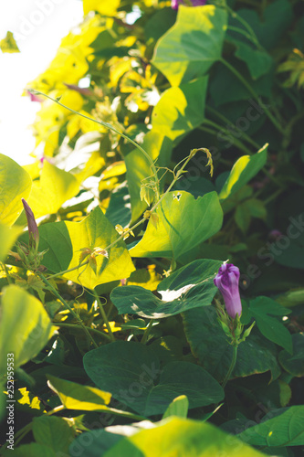 Morning glory flowers  floral background