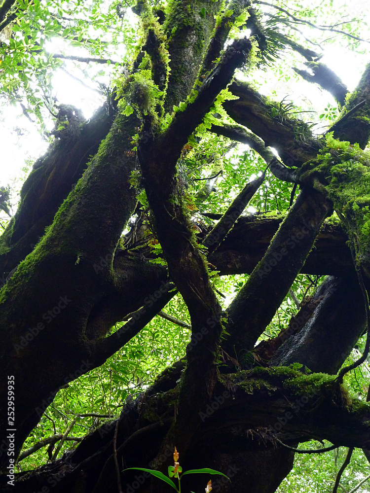 Fototapeta premium 屋久島