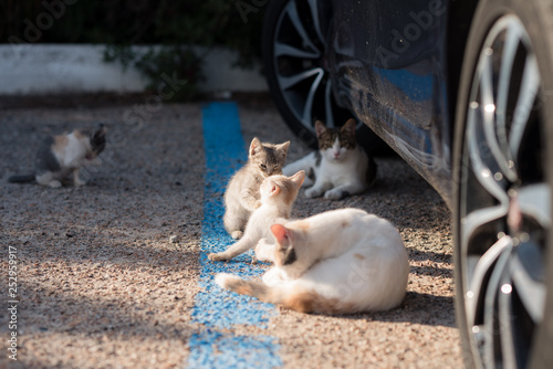gruppo gatti giocano in strada in un parcheggio