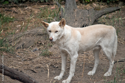 a white dingo in the scrub