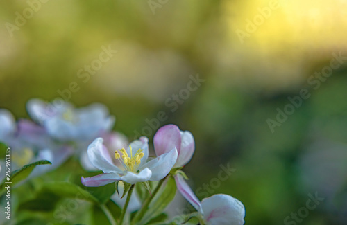 Apple flowers macro with soft selective focus. Photo of blossoming tree brunch with white flowers on bokeh green background. Beautiful blooming trees in spring park close up. Wallpaper With Copy Space