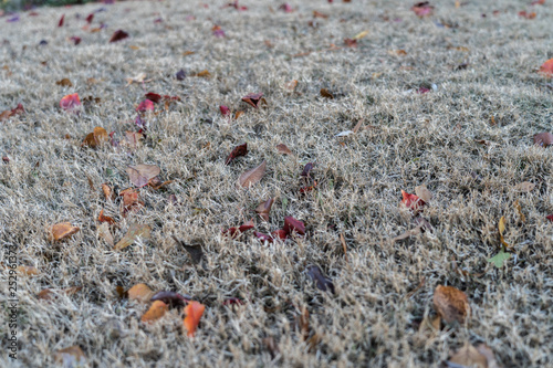Leaves covering a dormant lawn