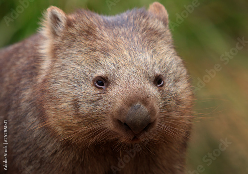 Common wombat face photo